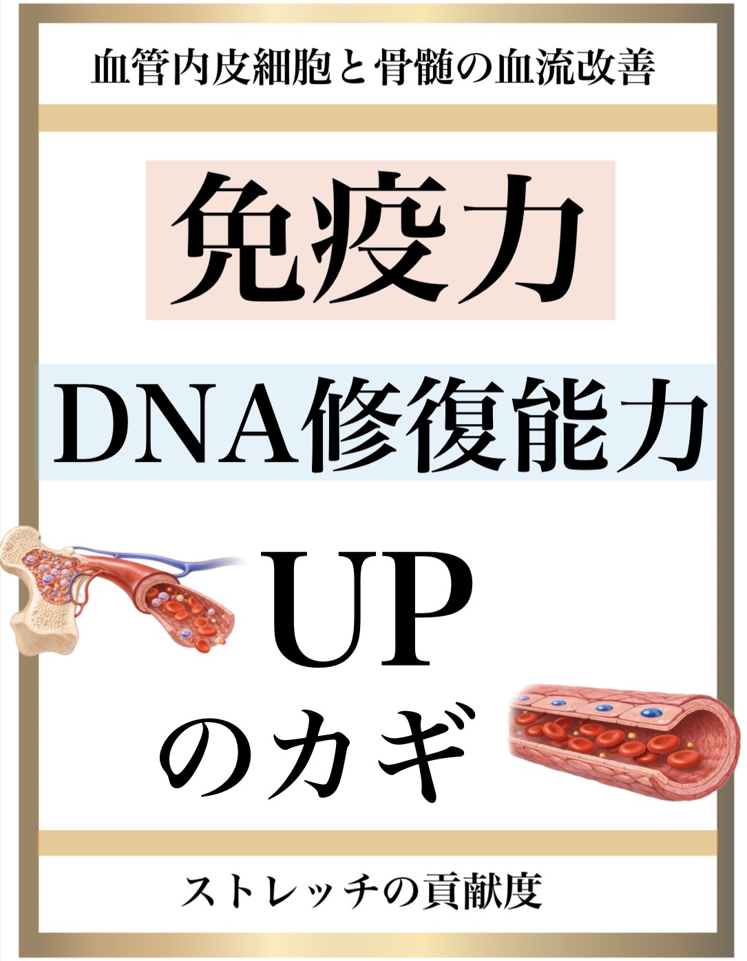 免疫力,整体,DNA修復,視床下部,内皮細胞核